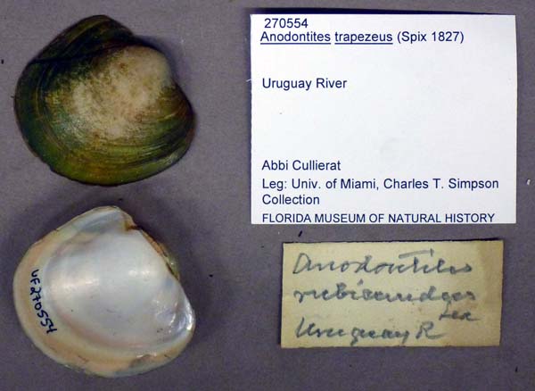 specimen