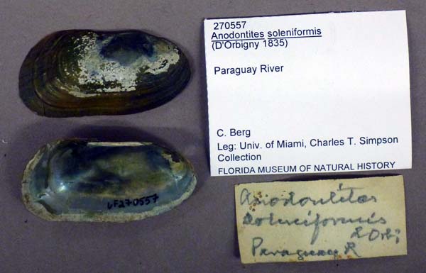 specimen