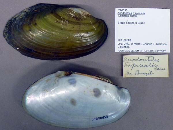 specimen
