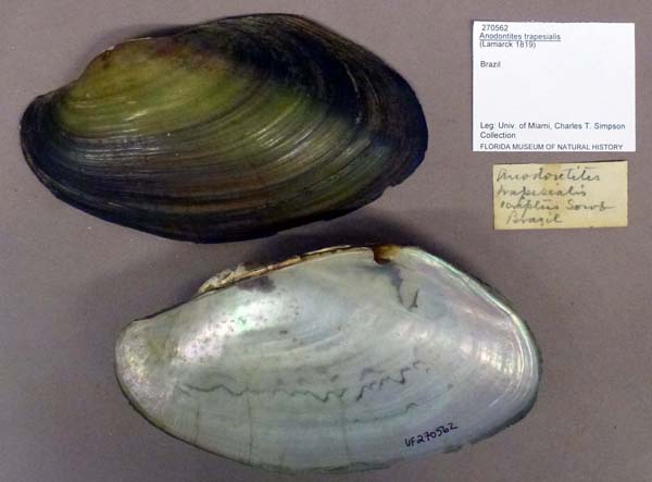 specimen