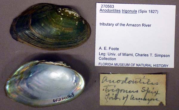 specimen