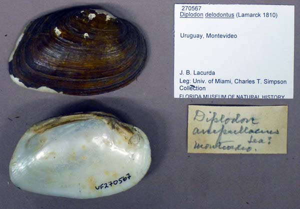 specimen