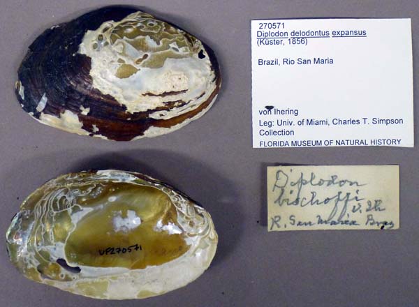specimen