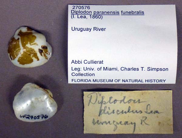 image of lot UF_270576