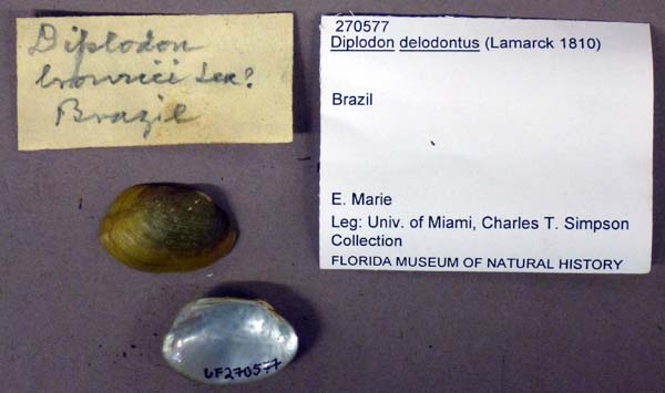 specimen