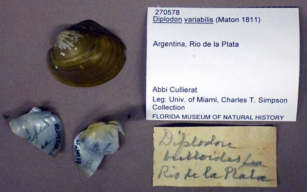 specimen