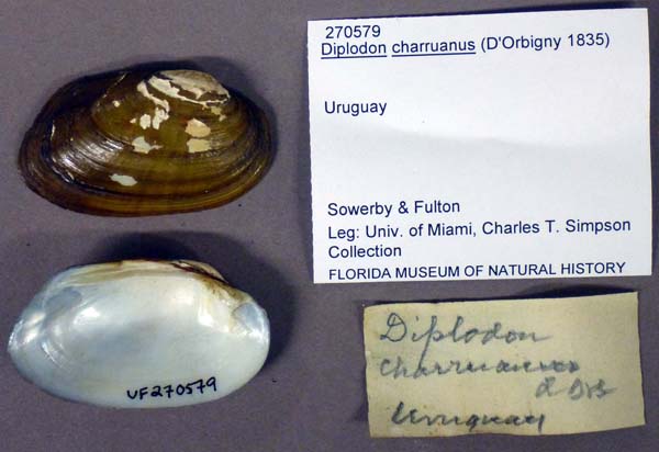 specimen