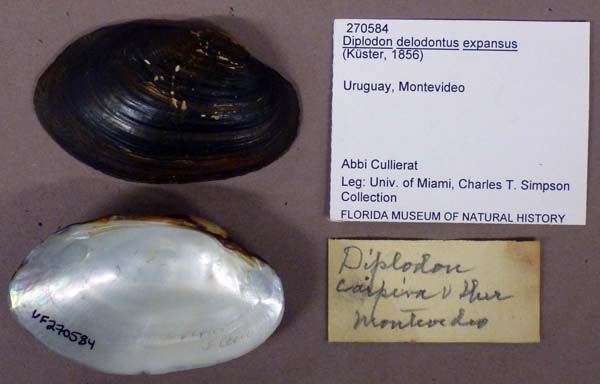 specimen