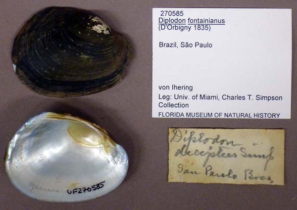 specimen
