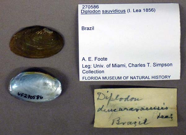 specimen