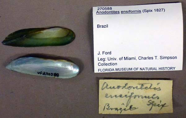 specimen