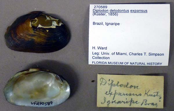 specimen