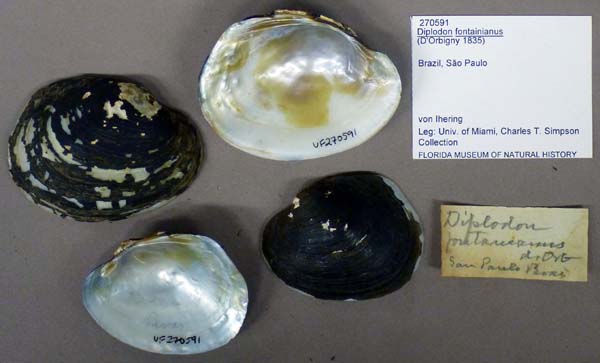 specimen