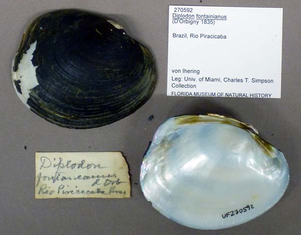 specimen