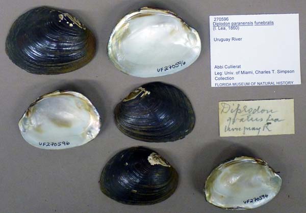 image of lot UF_270596