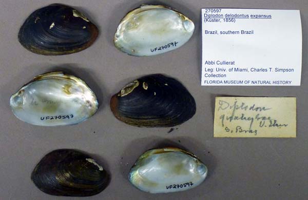 specimen