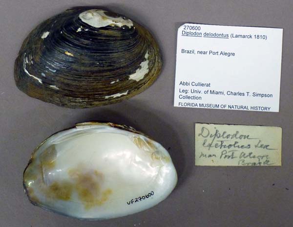 specimen