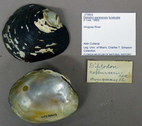 specimen