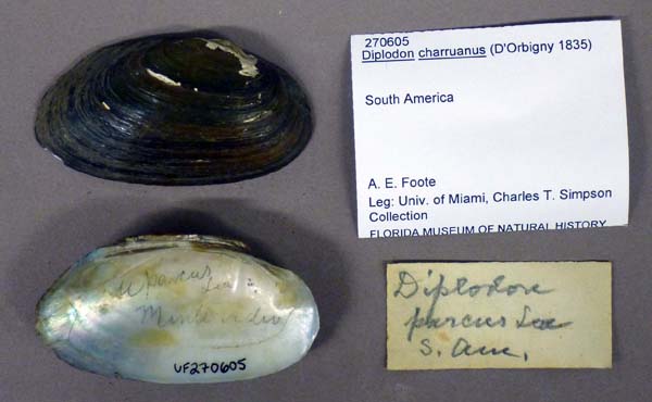specimen