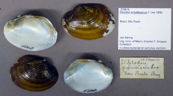 specimen