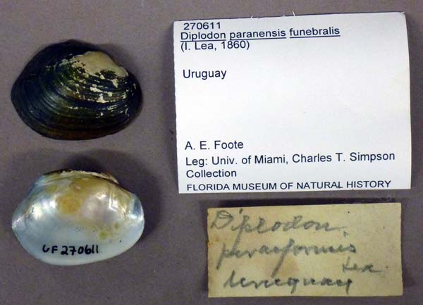 image of lot UF_270611 image of lot UF_270611