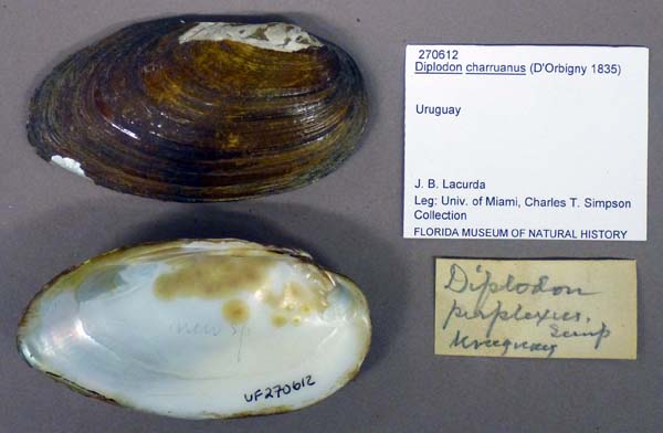 specimen