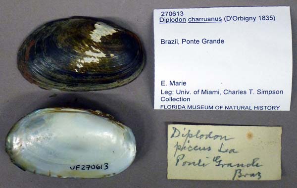 specimen