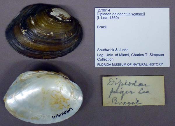 specimen