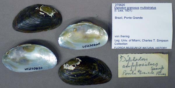 specimen
