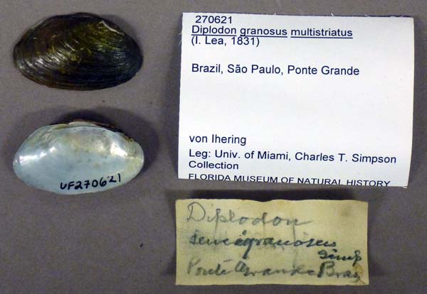 specimen