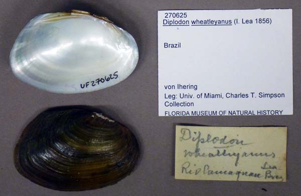 specimen