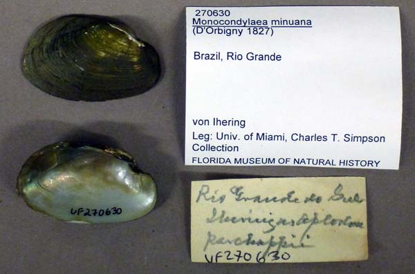 specimen