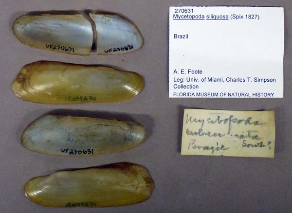 specimen