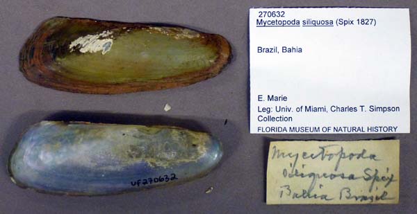 specimen
