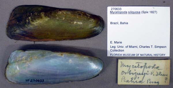 specimen