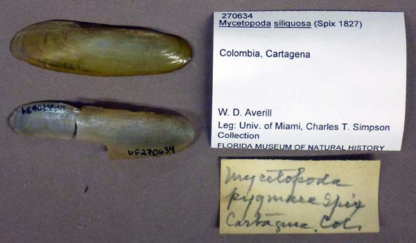 specimen