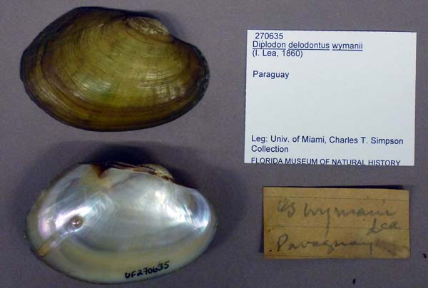 specimen