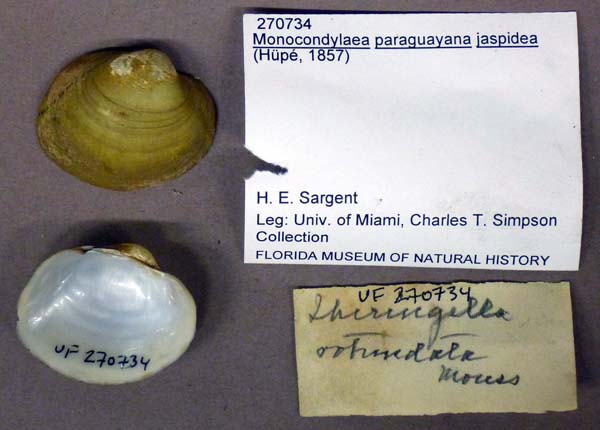 specimen