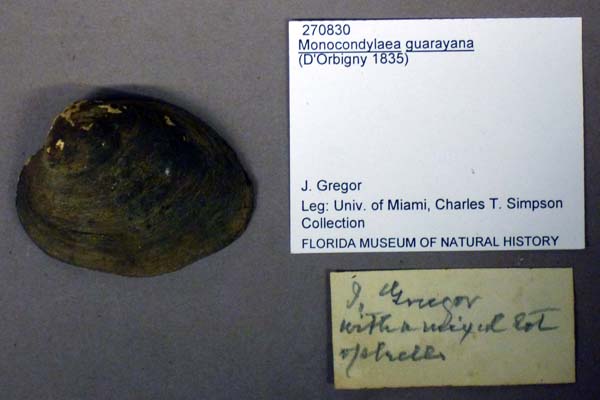 specimen