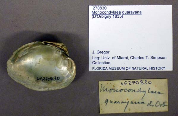 specimen