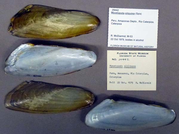 specimen