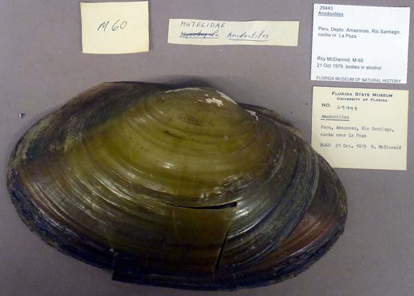 specimen