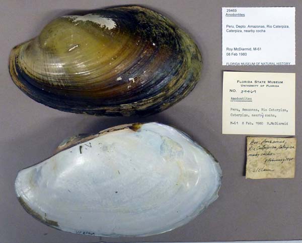 specimen
