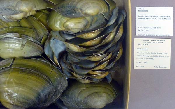 specimen