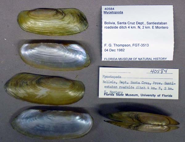 specimen