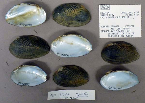 specimen