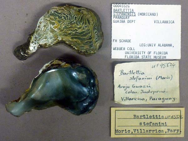 specimen