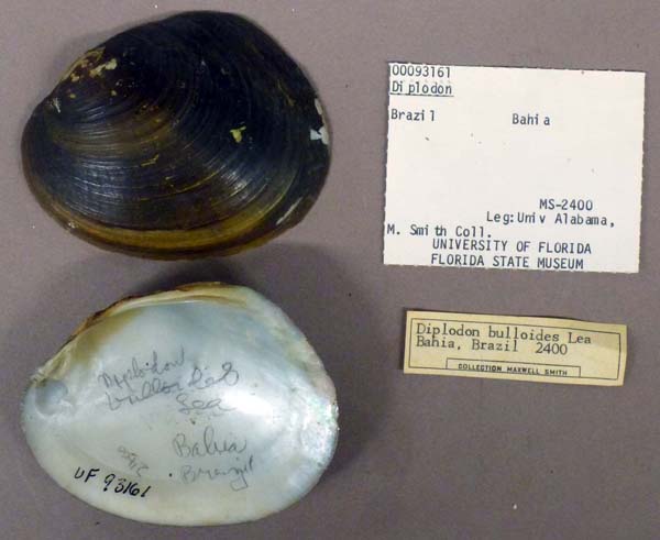 specimen