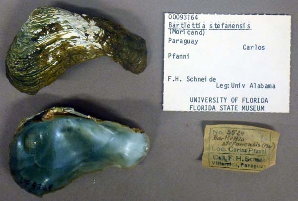 specimen