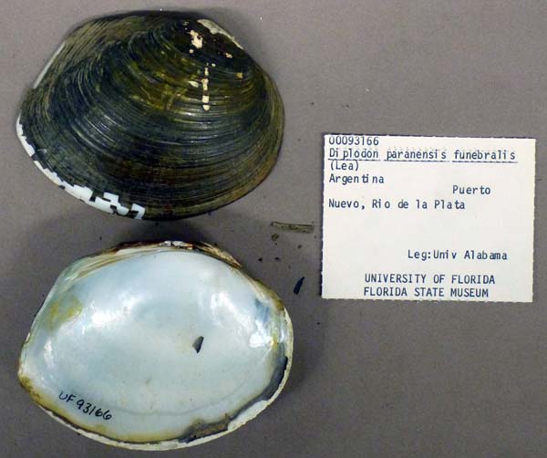 image of lot UF_93166 image of lot UF_93166